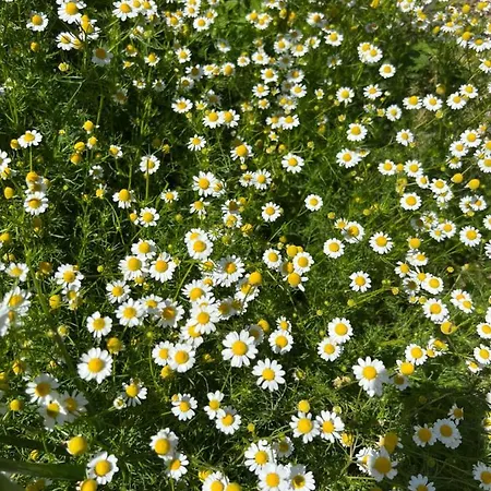 Con Bano Adaptado Y Piscina En *